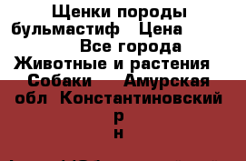 Щенки породы бульмастиф › Цена ­ 25 000 - Все города Животные и растения » Собаки   . Амурская обл.,Константиновский р-н